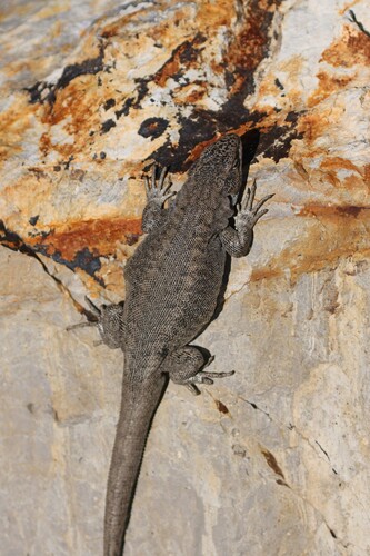 Austromendocino Tree Iguana, Liolaemus austromendocinus