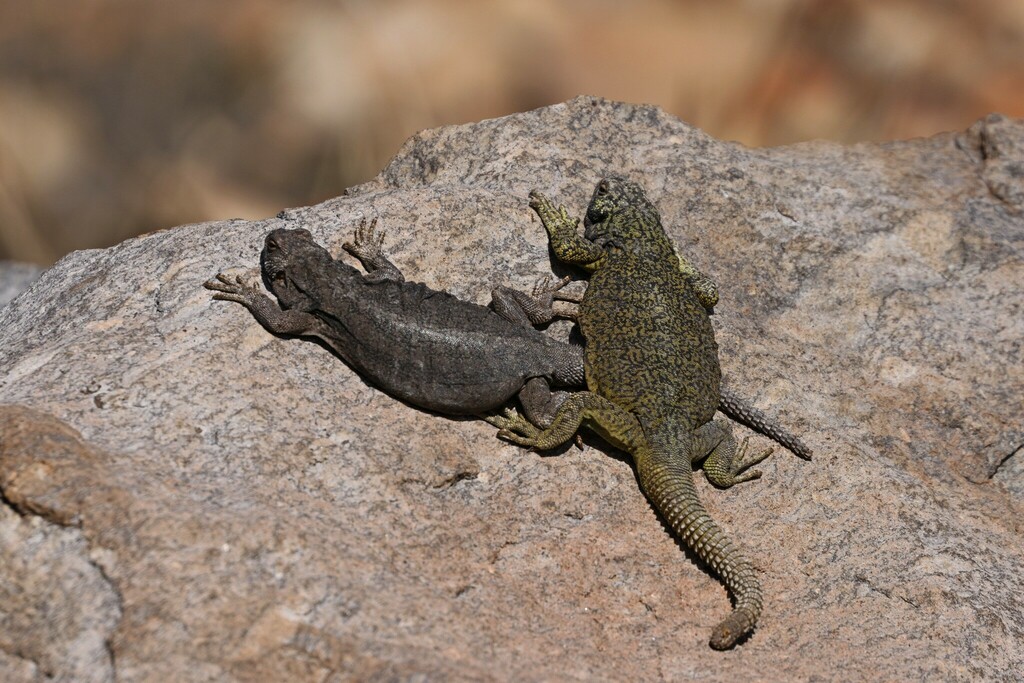 Lobo's Rock Lizard