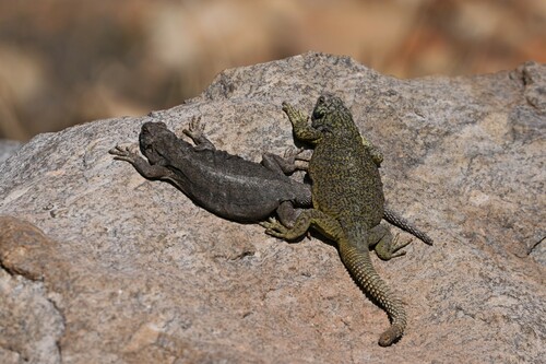 Lobo’s Rocky Lizard, Phymaturus loboi