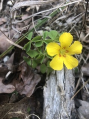 Oxalis macrantha