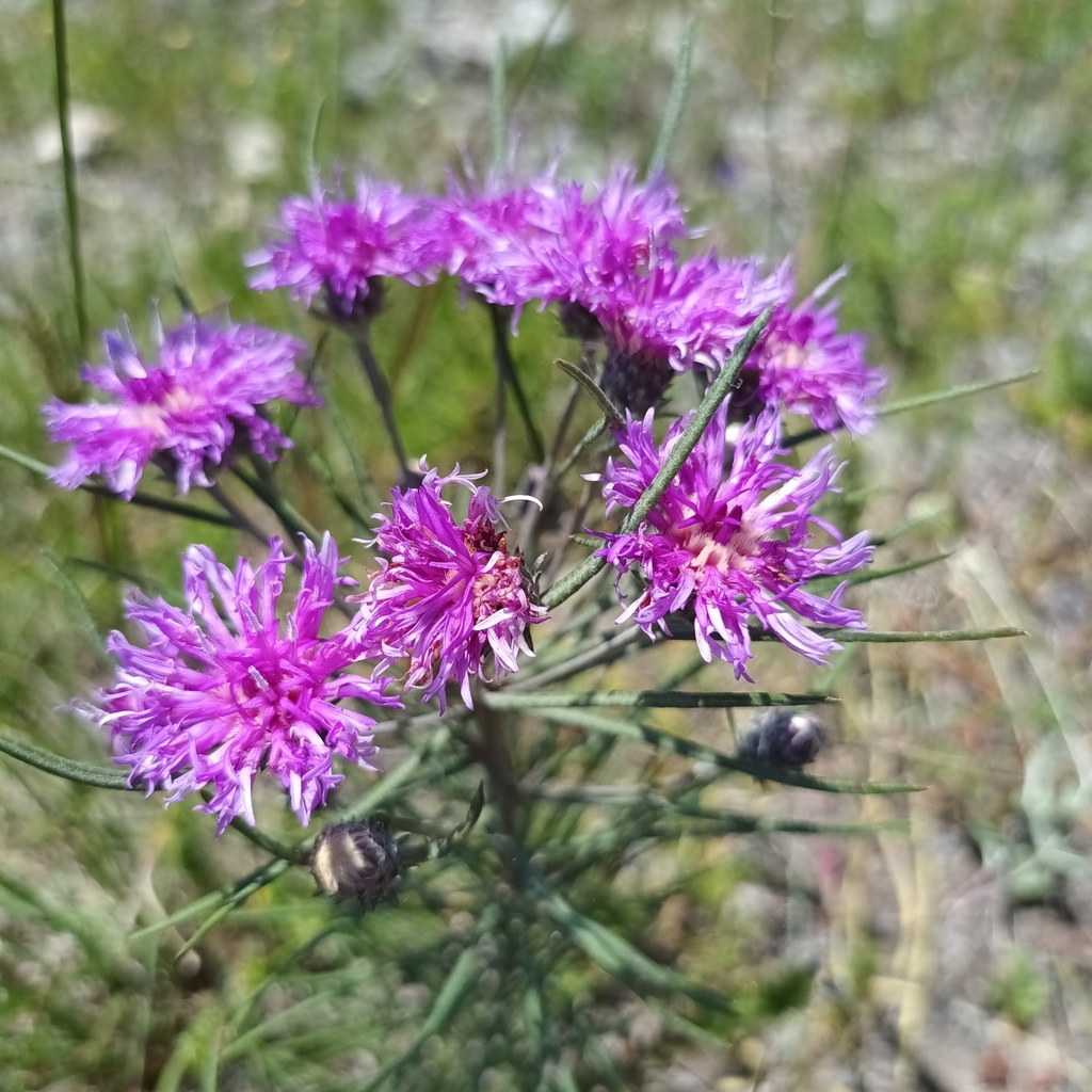 Lessingianthus intermedius