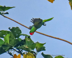Great-Billed Parrot photo 4