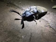 Tetralobus flabellicornis