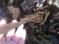 Callithamnion pikeanum