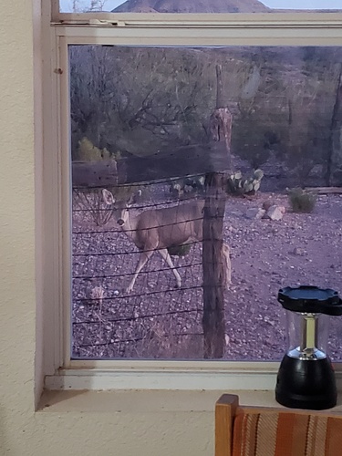 Mule Deer