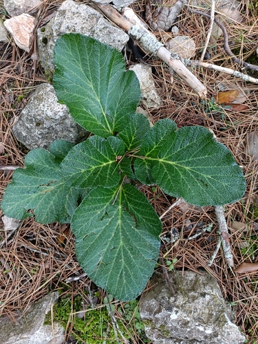 Pastinaca lucida, photograph 3