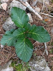 Pastinaca lucida, photograph (c) Toni Josep Far, some rights reserved (CC BY)