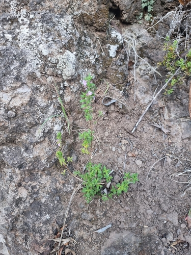 Image of Micromeria maderensis by (c) Vítor Jorge, some rights reserved (CC BY)