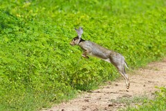 Indian Hare photo 5