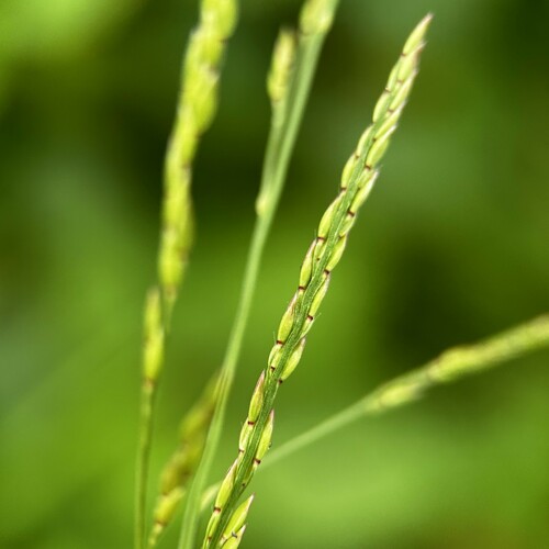 Eriochloa procera iNat (2)