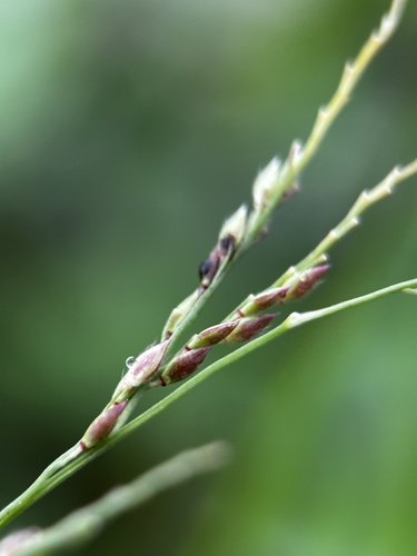Image of Cup Grass (Eriochloa procera) by (c) scallions, some rights reserved (CC BY)