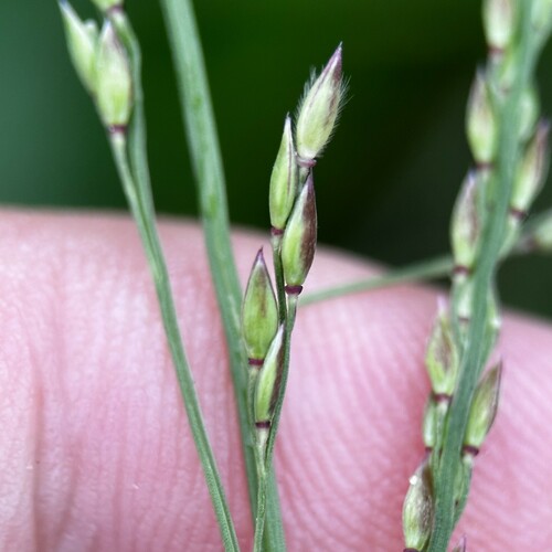 Image of Cup Grass (Eriochloa procera) by (c) scallions, some rights reserved (CC BY)
