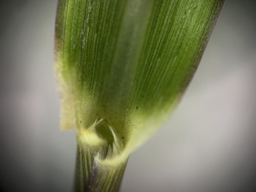 Image of Cup Grass (Eriochloa procera) by (c) scallions, some rights reserved (CC BY)