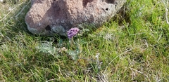 Lomatium canbyi