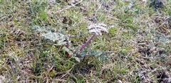 Lomatium canbyi