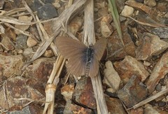 Zizina otis labradus