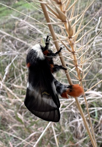 Texas Buck Moth photo 3