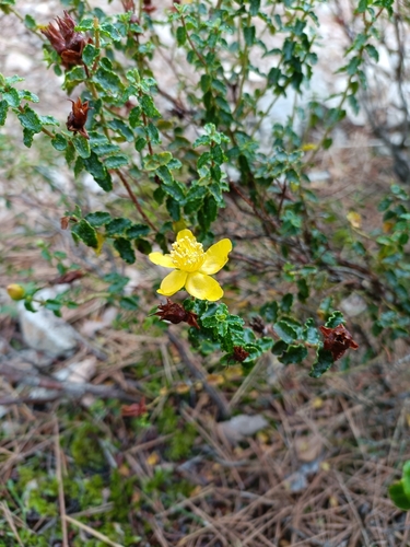 Image of Hypericum balearicum by (c) Toni Josep Far, some rights reserved (CC BY)
