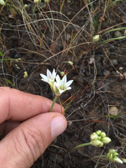 Allium lacunosum