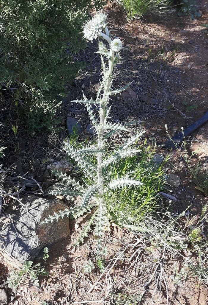 New Mexico thistle