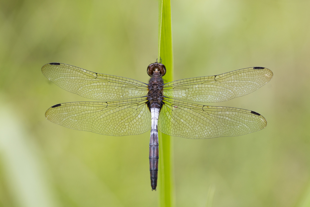 Tauriphila xiphea