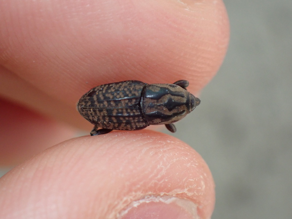 Nutgrass Billbug from Kekaha, HI, USA on November 23, 2023 at 03:28 PM ...