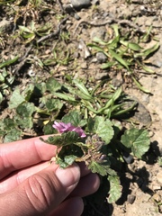 Sidalcea malviflora purpurea