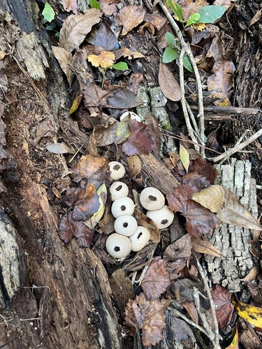 Lycoperdon image