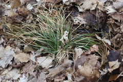 Carex jamesii