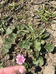 Sidalcea malviflora purpurea