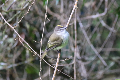 Jamaican Elaenia (Myiopagis cotta)