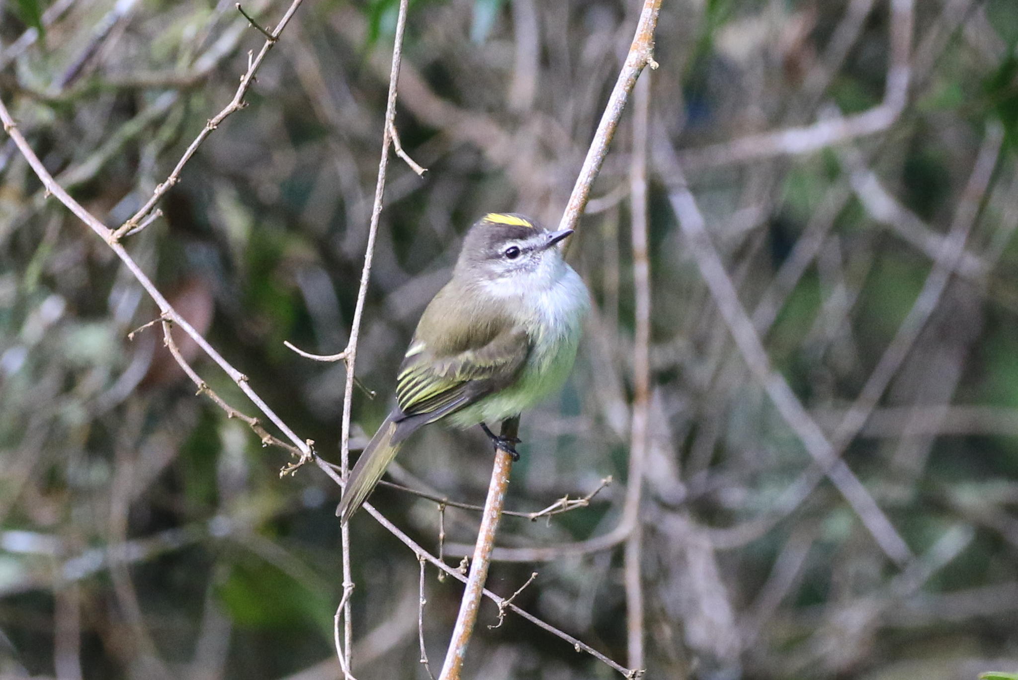 Jamaican Elaenia (Myiopagis cotta), photo 1