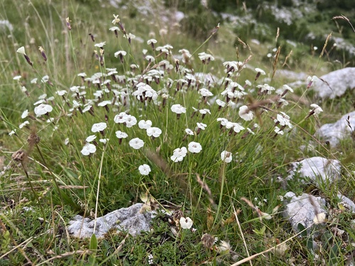 Dianthus integer