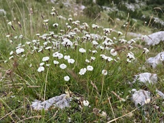 Dianthus integer
