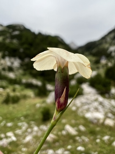 Dianthus integer, photograph 1