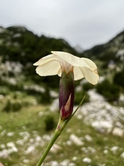 Dianthus integer, photograph Mirko Ubović, CC0, iNaturalist via GBIF