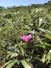 Sidalcea malviflora purpurea