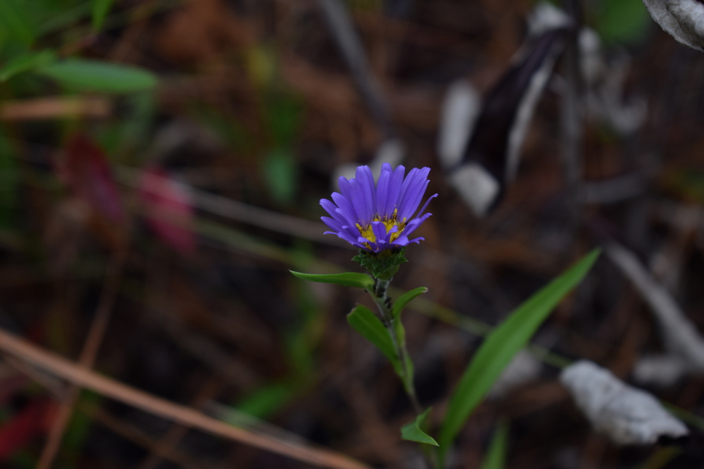 Southern Swamp Aster In November 2023 By Gman122 INaturalist   Large 