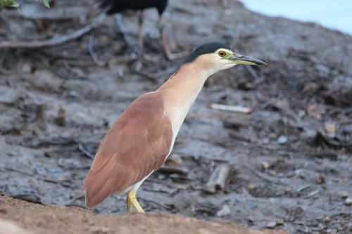 Nankeen Night Heron