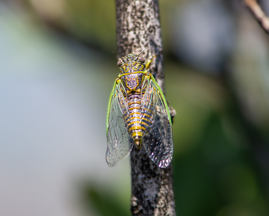 Chilecicada occidentis