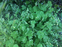 Oxalis laxa