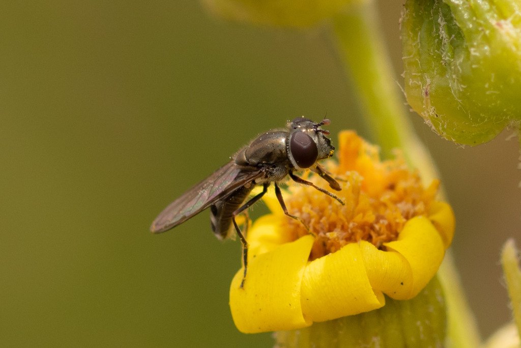 Platycheirus chalconota from Concón, Valparaíso, Chile on November 9 ...