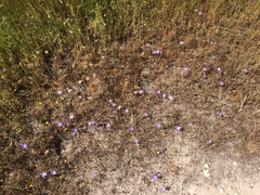 Brodiaea terrestris