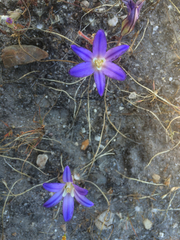 Brodiaea terrestris