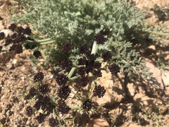 Lomatium mohavense