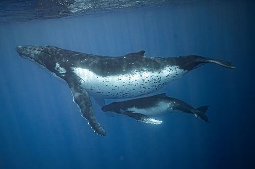 Humpback Whale, photo 6 of 9