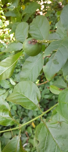 Image of Combretum bracteosum by (c) Rosemary Harrison, some rights reserved (CC BY-SA)