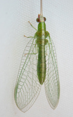 Image of Chrysopodes collaris