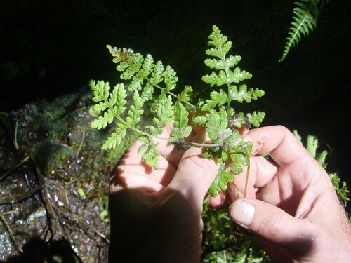 Cystopteris douglasii observed 2003-06-03