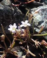 Claytonia exigua